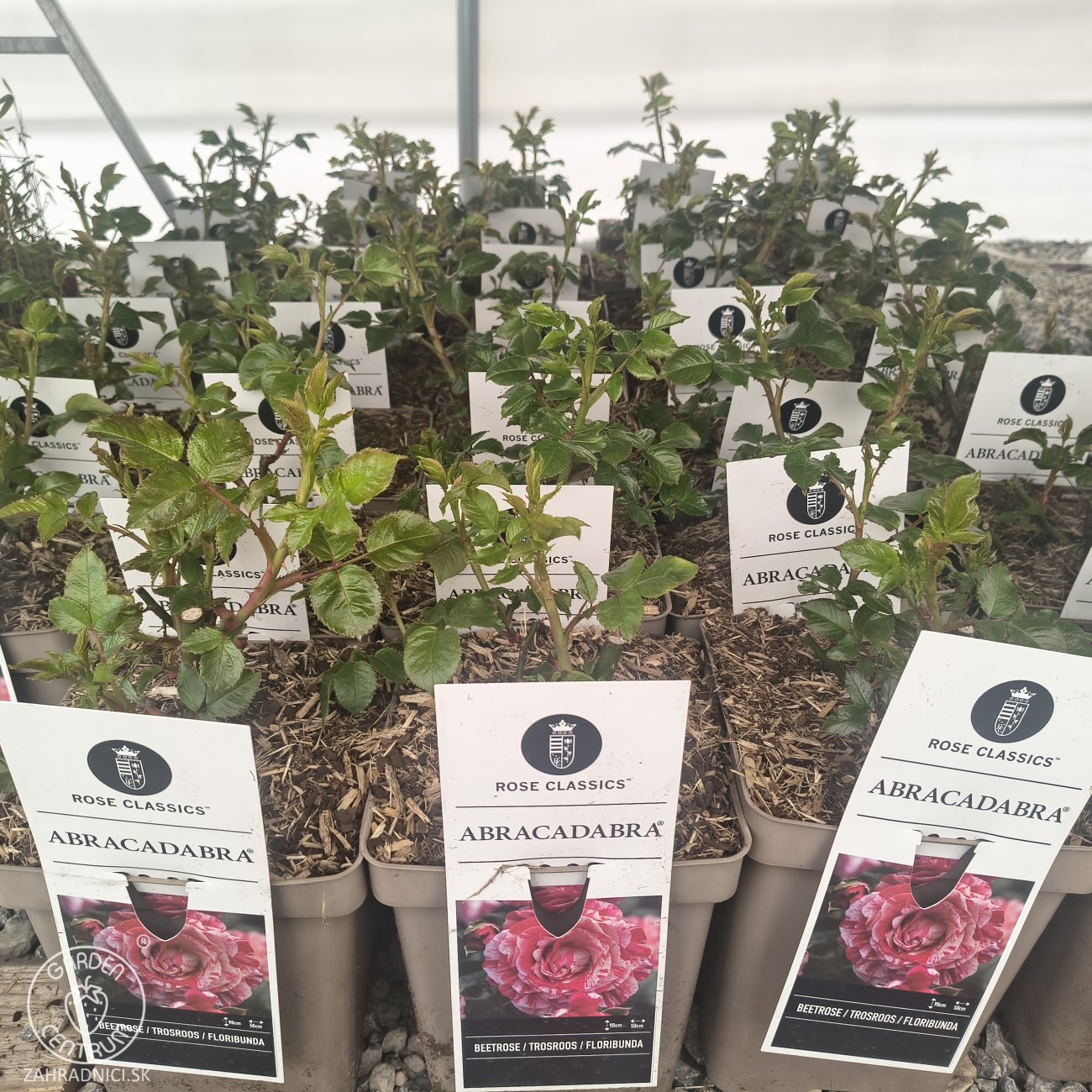 Obrázok Ruža mnohokvetá (Rosa floribunda) 'ABRACADABRA'® Kordes - výška 15-25 cm, kont. C5L